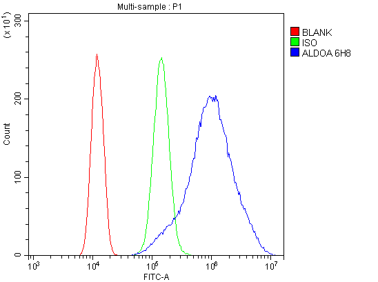 1 - Anti-Aldolase/ALDOA Antibody Picoband™ (monoclonal, 6H8) ABO14982