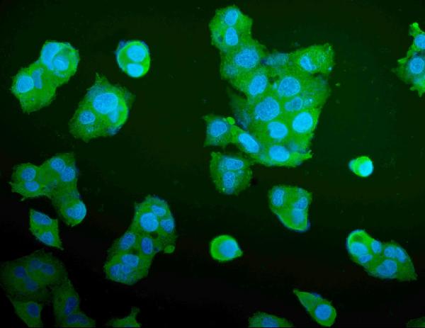3 - Anti-Aldolase/ALDOA Antibody Picoband™ (monoclonal, 6H8) ABO14982