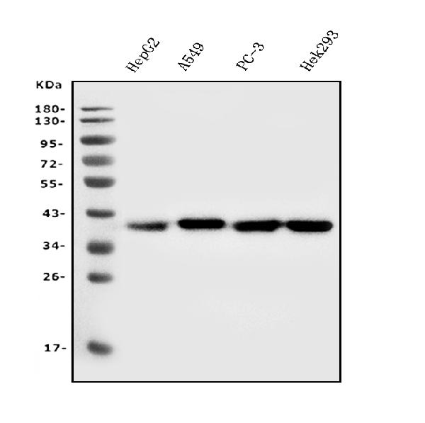 1 - Anti-Aldolase/ALDOA Antibody Picoband™ (monoclonal, 6H8) ABO14982