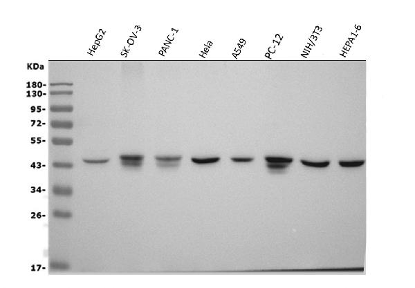 1 - Anti-Actin/ACTA1 Antibody Picoband™ (monoclonal, 3H5) ABO14983