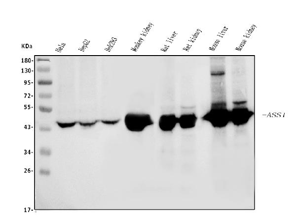 1 - Anti-ASS1 Antibody Picoband™ (monoclonal, 5I5) ABO14984