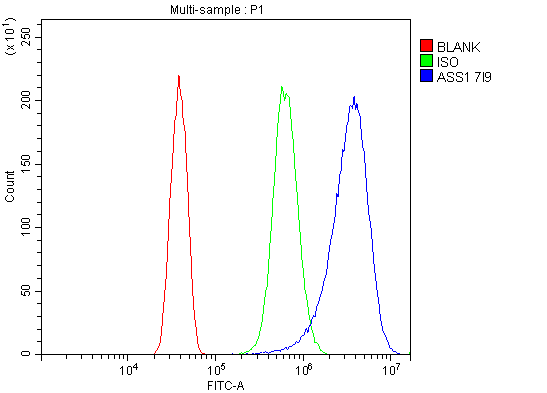 1 - Anti-ASS1 Antibody Picoband™ (monoclonal, 7I9) ABO14985