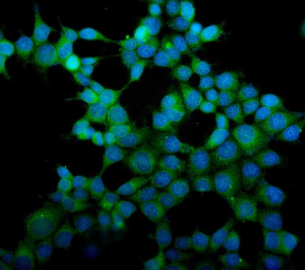3 - Anti-eRF1/ETF1 Antibody Picoband™ (monoclonal, 3B6) ABO14986