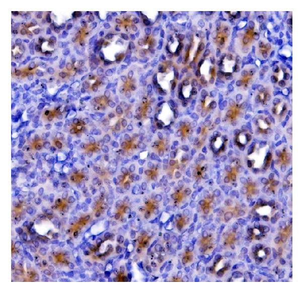 2 - Anti-eRF1/ETF1 Antibody Picoband™ (monoclonal, 3B6) ABO14986