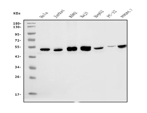 1 - Anti-eRF1/ETF1 Antibody Picoband™ (monoclonal, 3B6) ABO14986