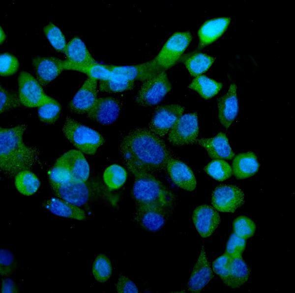 3 - Anti-eRF1/ETF1 Antibody Picoband™ (monoclonal, 3E5) ABO14987