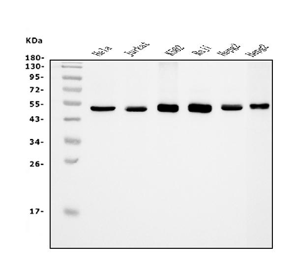 1 - Anti-eRF1/ETF1 Antibody Picoband™ (monoclonal, 3E5) ABO14987
