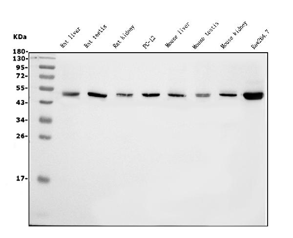 1 - Anti-eRF1/ETF1 Antibody Picoband™ (monoclonal, 3E5) ABO14987