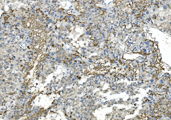 2 - Anti-Fibrinogen beta chain/FGB Antibody Picoband™ (monoclonal, 6D12) ABO14988