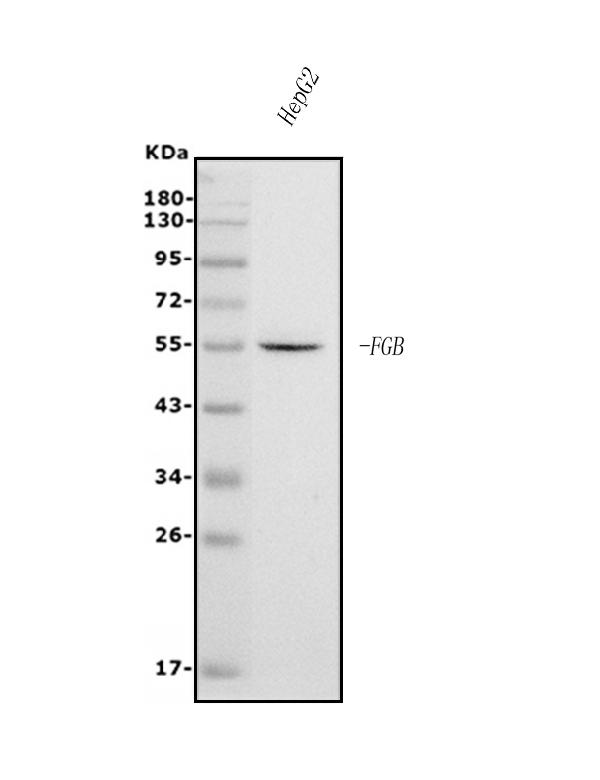 1 - Anti-Fibrinogen beta chain/FGB Antibody Picoband™ (monoclonal, 6D12) ABO14988