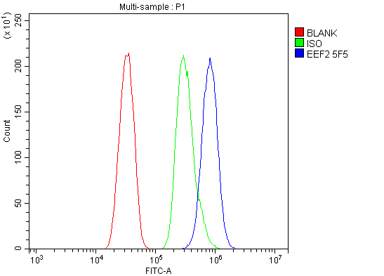 1 - Anti-EEF2 Picoband™ Antibody (monoclonal, 5F5) ABO14989