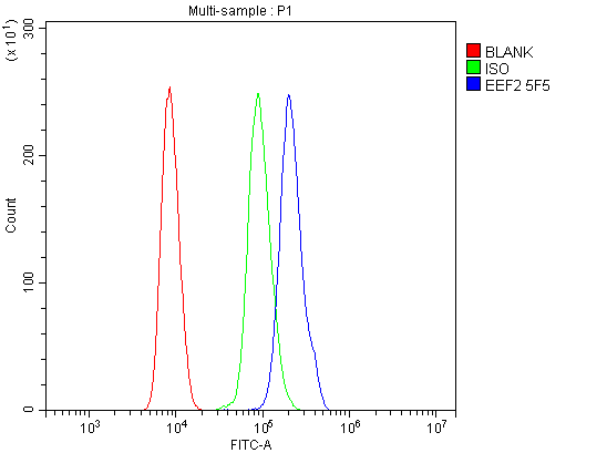 1 - Anti-EEF2 Picoband™ Antibody (monoclonal, 5F5) ABO14989