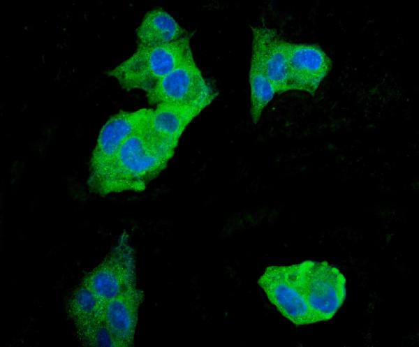 3 - Anti-EEF2 Picoband™ Antibody (monoclonal, 5F5) ABO14989