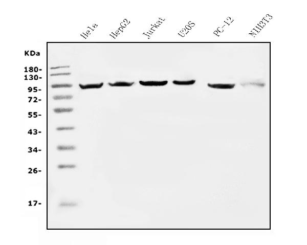 1 - Anti-EEF2 Picoband™ Antibody (monoclonal, 5F5) ABO14989