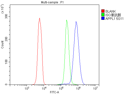 1 - Anti-APPL/APPL1 Antibody Picoband™ (monoclonal, 5G11) ABO14990