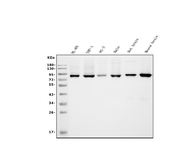 1 - Anti-APPL/APPL1 Antibody Picoband™ (monoclonal, 5G11) ABO14990