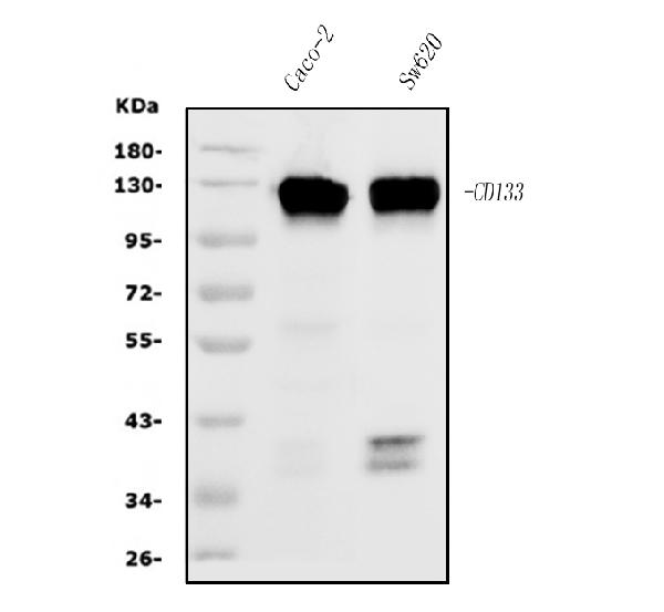 1 - Anti-PROM1/CD133 Antibody Picoband™ (monoclonal, 7F13) ABO14992