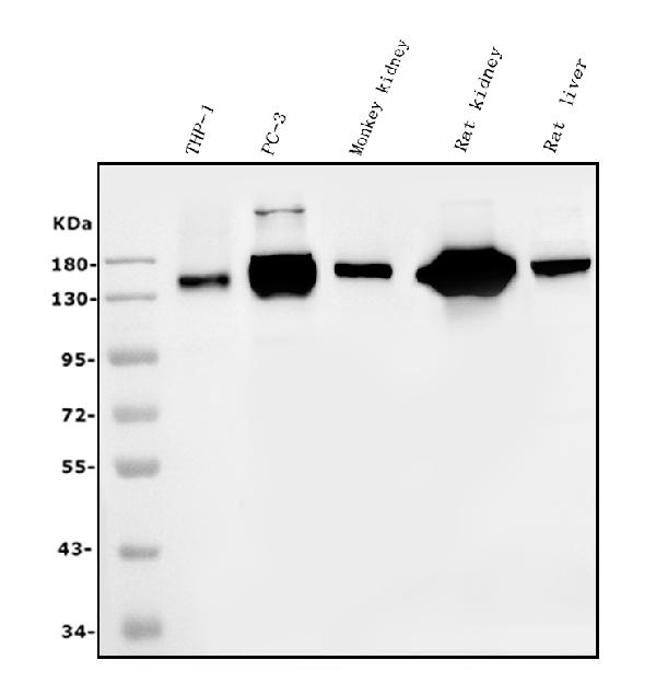 1 - Anti-CD13/ANPEP Picoband™ Antibody (monoclonal, 5B9) ABO14993