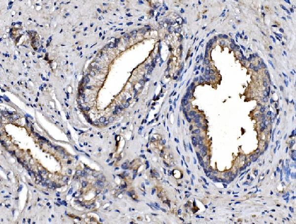 2 - Anti-CD13/ANPEP Picoband™ Antibody (monoclonal, 5B9) ABO14993