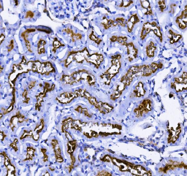 2 - Anti-CD13/ANPEP Picoband™ Antibody (monoclonal, 5B9) ABO14993
