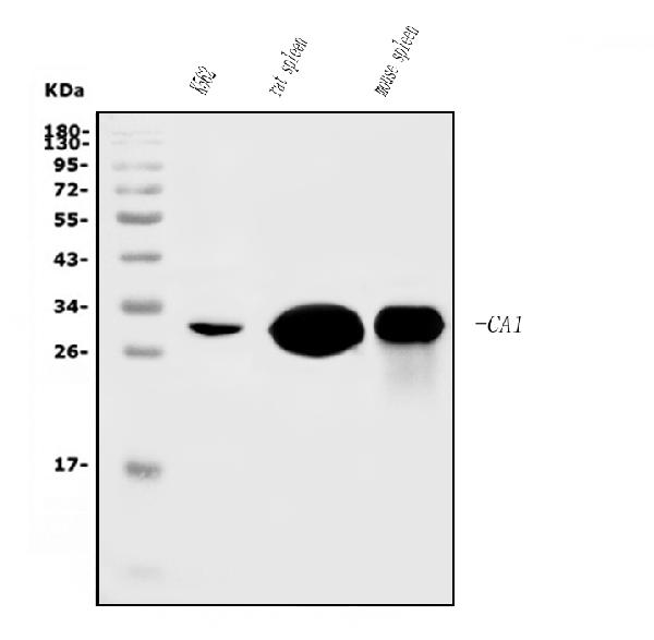 1 - Anti-Carbonic Anhydrase I/CA1 Picoband™ Antibody (monoclonal, 4D5) ABO14994