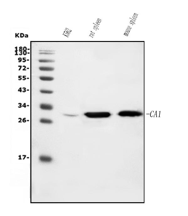 1 - Anti-Carbonic Anhydrase I/CA1 Picoband™ Antibody (monoclonal, 2B5) ABO14995