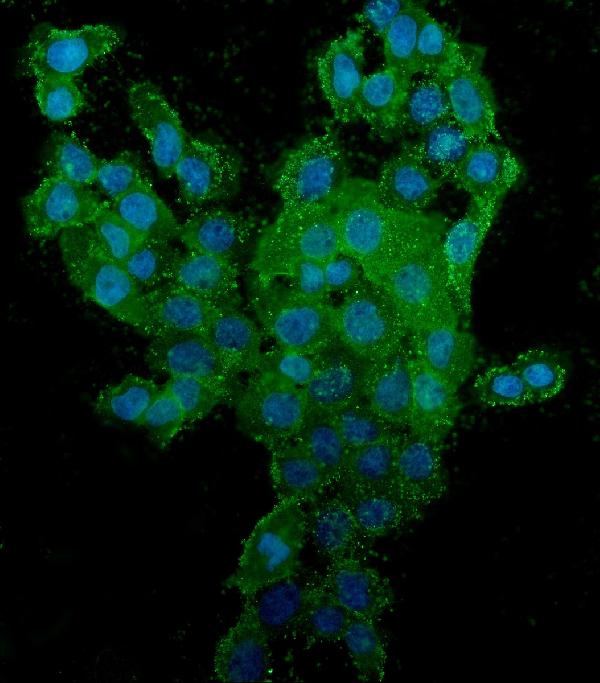 3 - Anti-CD44 Picoband™ Antibody (monoclonal, 7H7) ABO14996