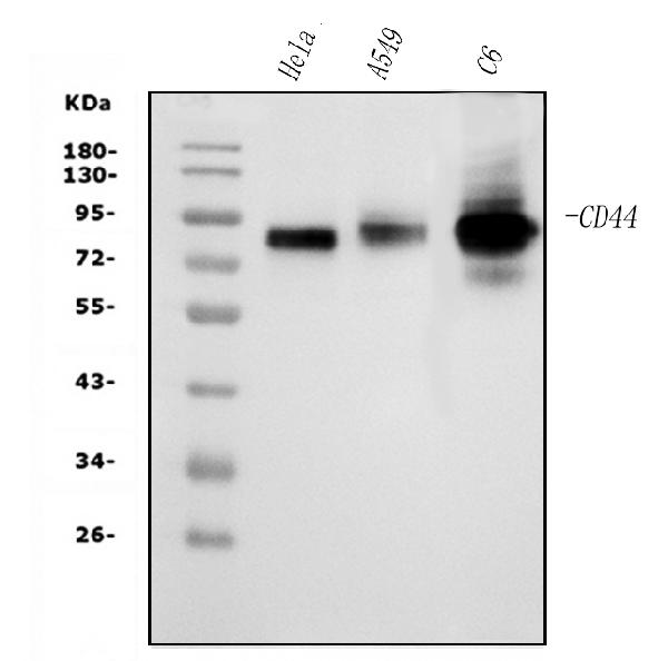 1 - Anti-CD44 Picoband™ Antibody (monoclonal, 7H7) ABO14996
