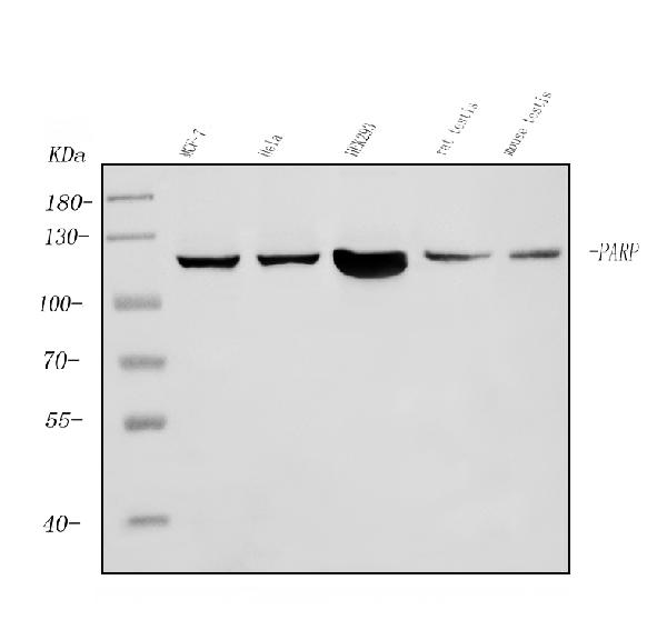 1 - Anti-PARP/PARP1 Picoband™ Antibody (monoclonal, 2I2H4) ABO14997