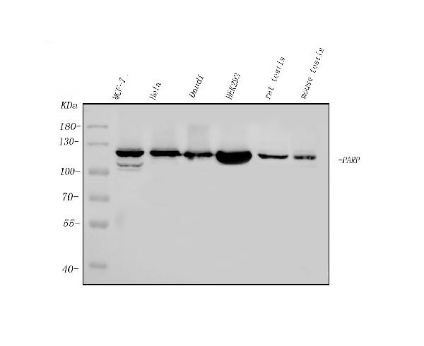 1 - Anti-PARP/PARP1 Picoband™ Antibody (monoclonal, 10E11) ABO14998