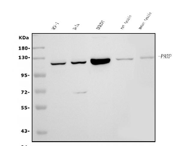 1 - Anti-PARP/PARP1 Picoband™ Antibody (monoclonal, 10G9) ABO14999