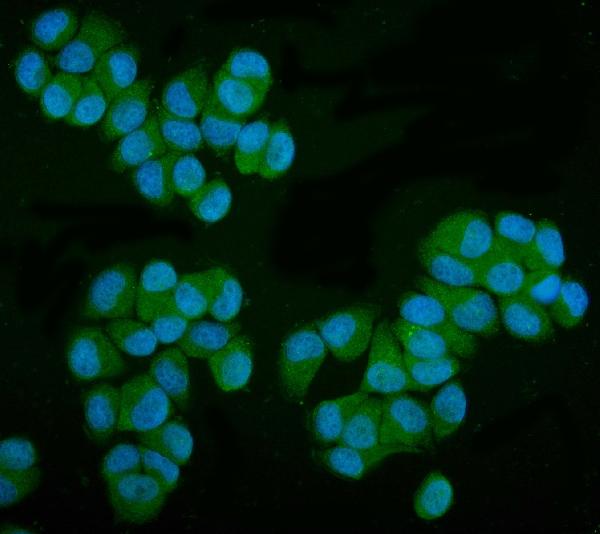 3 - Anti-MPI Picoband™ Antibody (monoclonal, 5G5) ABO15000