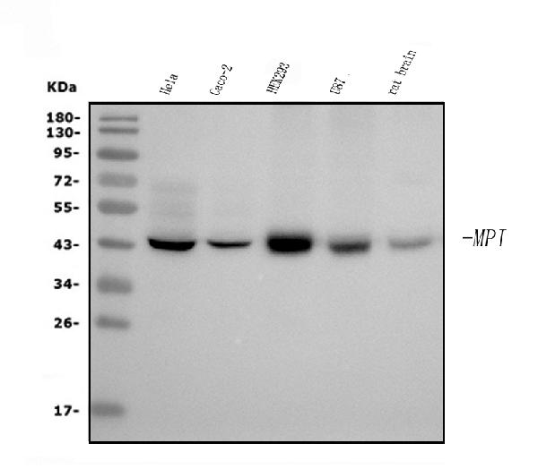 1 - Anti-MPI Picoband™ Antibody (monoclonal, 5G5) ABO15000