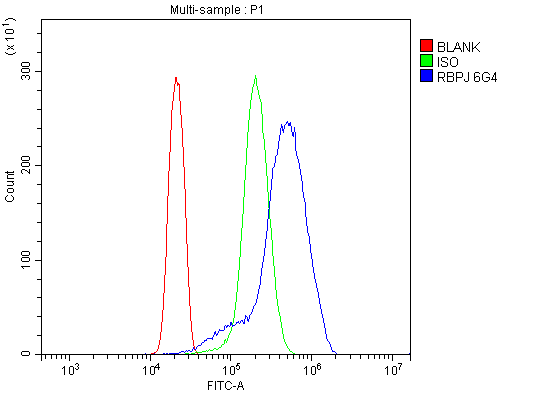 1 - Anti-RBPJK/RBPJ Picoband™ Antibody (monoclonal, 6G4) ABO15003