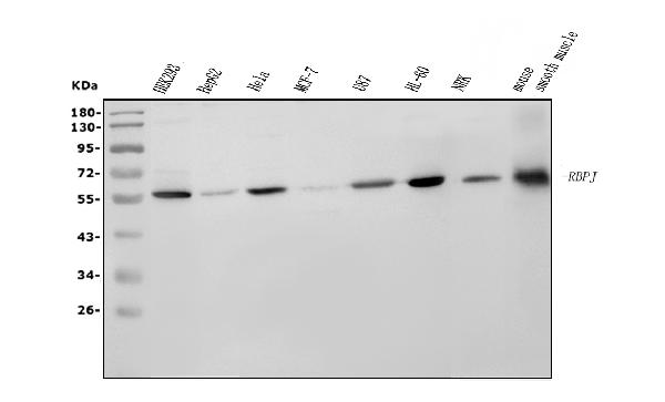 1 - Anti-RBPJK/RBPJ Picoband™ Antibody (monoclonal, 6G4) ABO15003