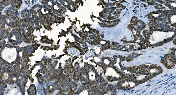2 - Anti-CDC45L Picoband™ Antibody (monoclonal, 6H6) ABO15004