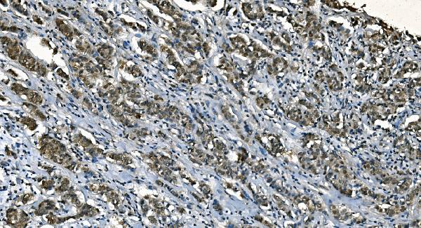 2 - Anti-CDC45L Picoband™ Antibody (monoclonal, 6H6) ABO15004