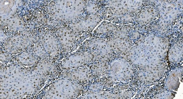 2 - Anti-CDC45L Picoband™ Antibody (monoclonal, 6H6) ABO15004