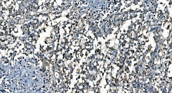 2 - Anti-CDC45L Picoband™ Antibody (monoclonal, 6H6) ABO15004