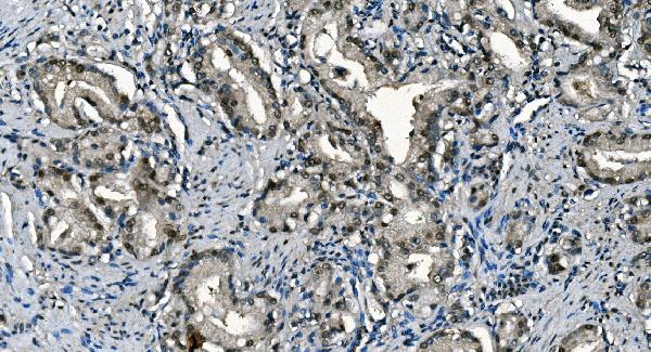 2 - Anti-CDC45L Picoband™ Antibody (monoclonal, 6H6) ABO15004