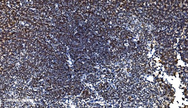 2 - Anti-CDC45L Picoband™ Antibody (monoclonal, 6H6) ABO15004