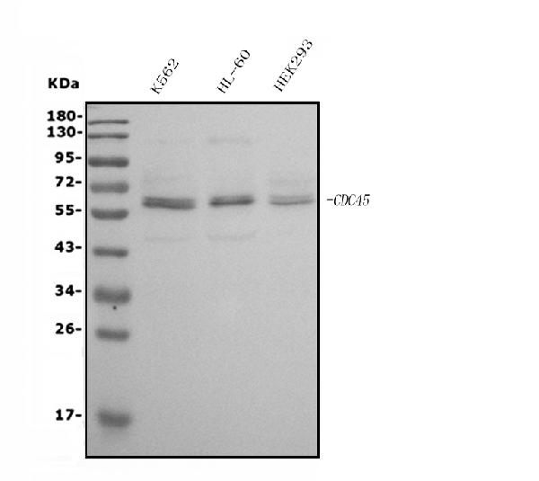 1 - Anti-CDC45L Picoband™ Antibody (monoclonal, 6H6) ABO15004