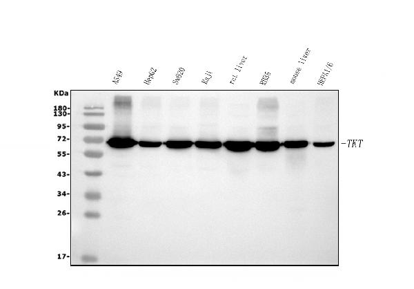 1 - Anti-Transketolase/TKT Picoband™ Antibody (monoclonal, 3E5) ABO15005