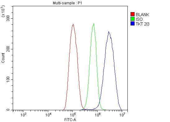 1 - Anti-Transketolase/TKT Picoband™ Antibody (monoclonal, 2I3) ABO15006