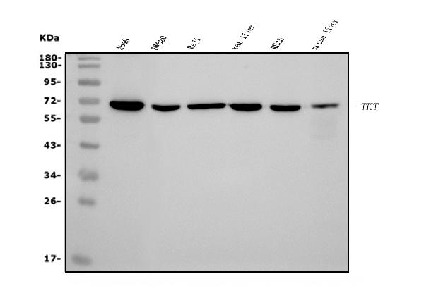 1 - Anti-Transketolase/TKT Picoband™ Antibody (monoclonal, 2I3) ABO15006