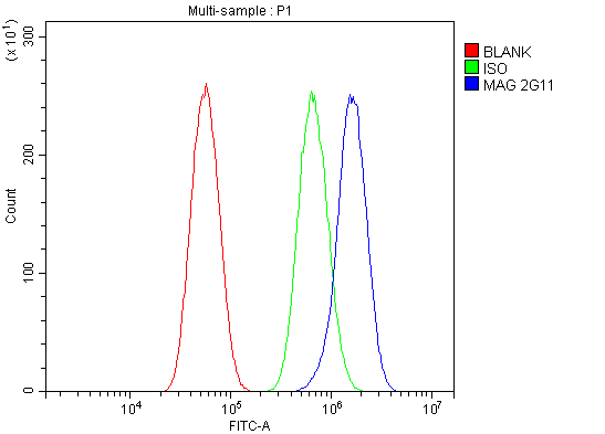 1 - Anti-MAG Picoband™ Antibody (monoclonal, 2G11) ABO15007