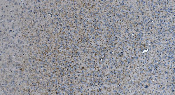 2 - Anti-MAG Picoband™ Antibody (monoclonal, 2G11) ABO15007