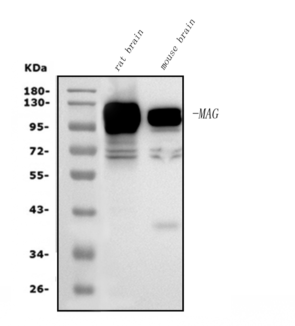 1 - Anti-MAG Picoband™ Antibody (monoclonal, 2G11) ABO15007