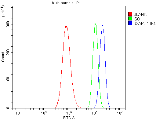 1 - Anti-U2AF65/U2AF2 Picoband™ Antibody (monoclonal, 10F4) ABO15008