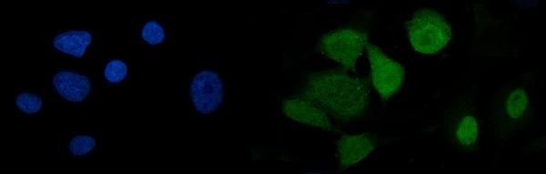 3 - Anti-U2AF65/U2AF2 Picoband™ Antibody (monoclonal, 10F4) ABO15008